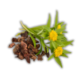 Rhodiola Rosea